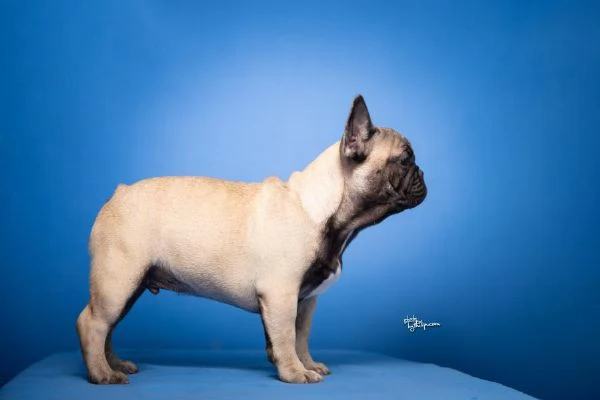 Bulldog Francese  Bellissimi cuccioli | Foto 3
