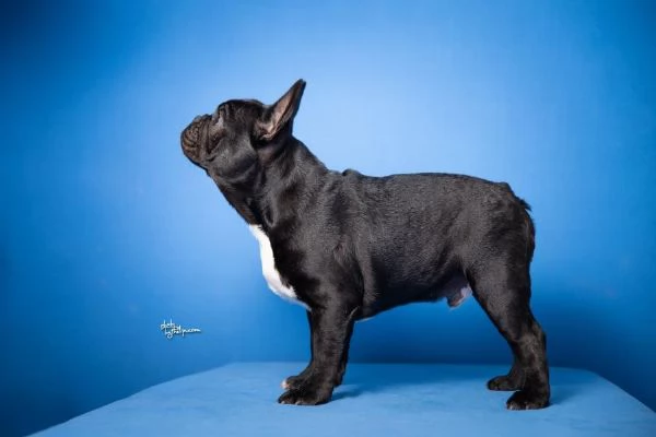 Bulldog Francese  Bellissimi cuccioli | Foto 2