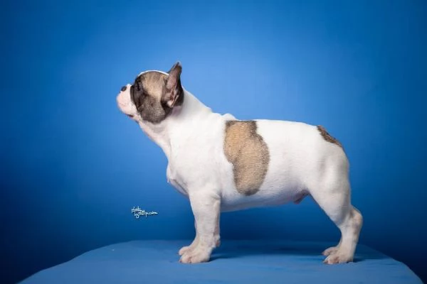 Bulldog Francese  Bellissimi cuccioli