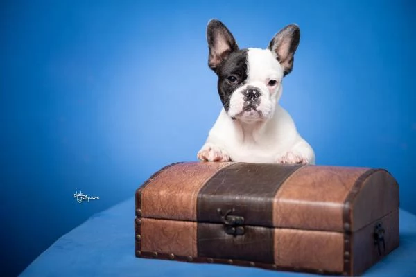 Bulldog Francese  Bellissimi cuccioli | Foto 1