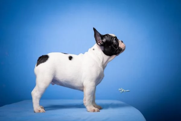 Bulldog Francese  Bellissimi cuccioli | Foto 0
