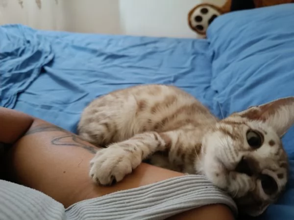 Gatto del bengala 