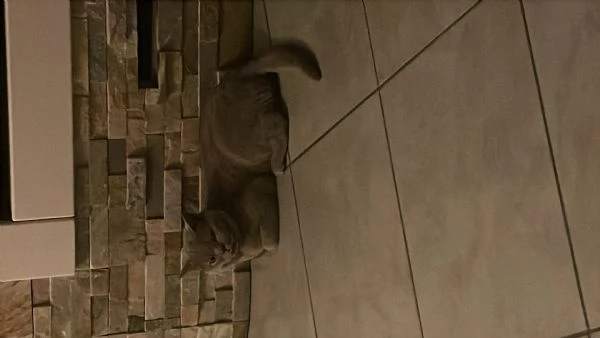 Gatto da monta  | Foto 6