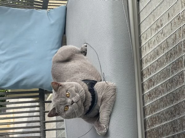 Gatto da monta  | Foto 5