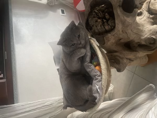 Gatto da monta  | Foto 4