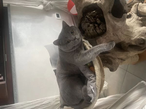 Gatto da monta  | Foto 3