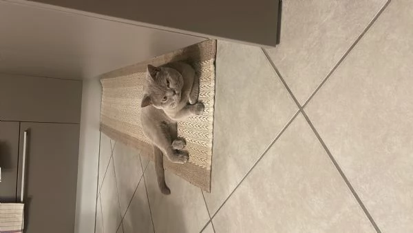 Gatto da monta  | Foto 2