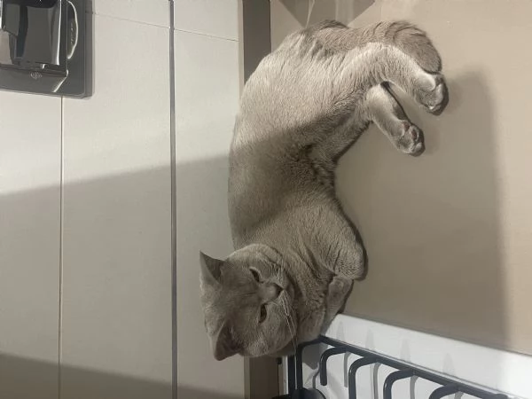 Gatto da monta  | Foto 1