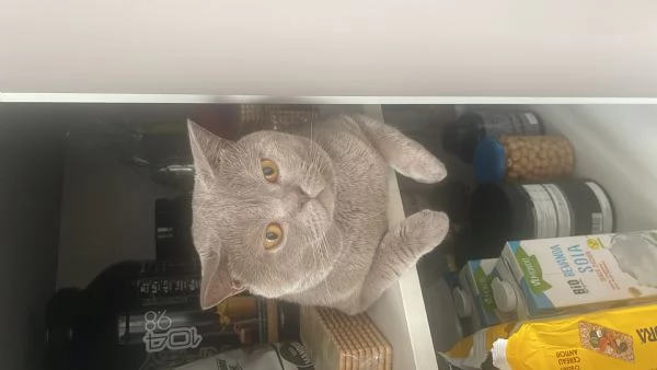 Gatto da monta  | Foto 0