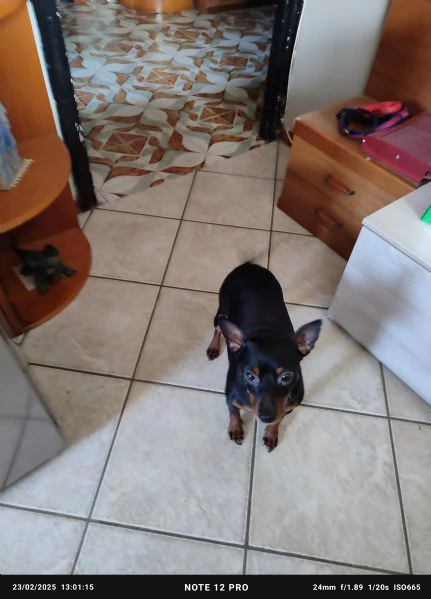 Regalo cane