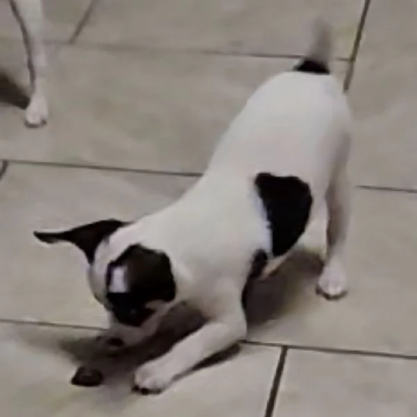 Chihuahua maschio 