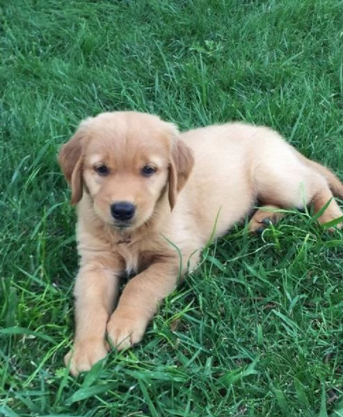 19 Golden Retriever cuccioli maschio e femmina | Foto 1