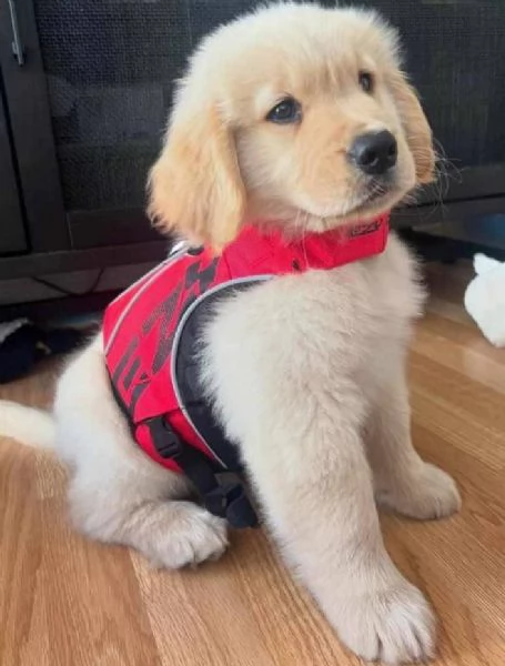 19 Golden Retriever cuccioli maschio e femmina