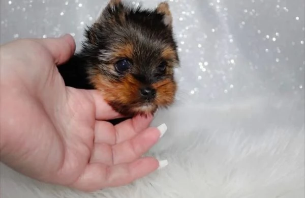 Yorkshire Terrier cuccioli maschio e femmina