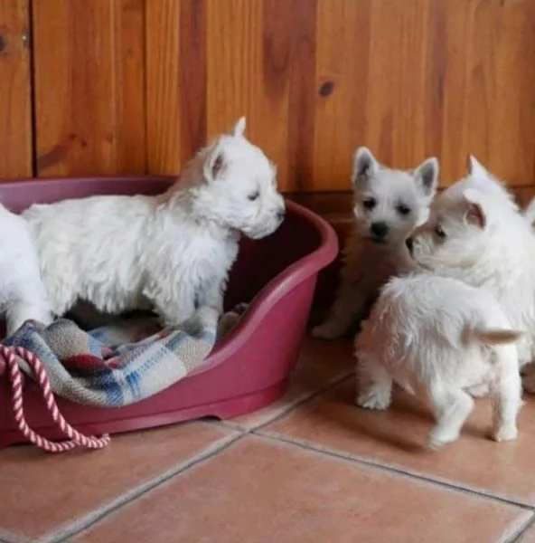 West Highland White Terrier cuccioli maschio e femmina