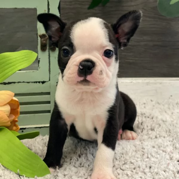 Boston terrier  cuccioli maschio e femmina