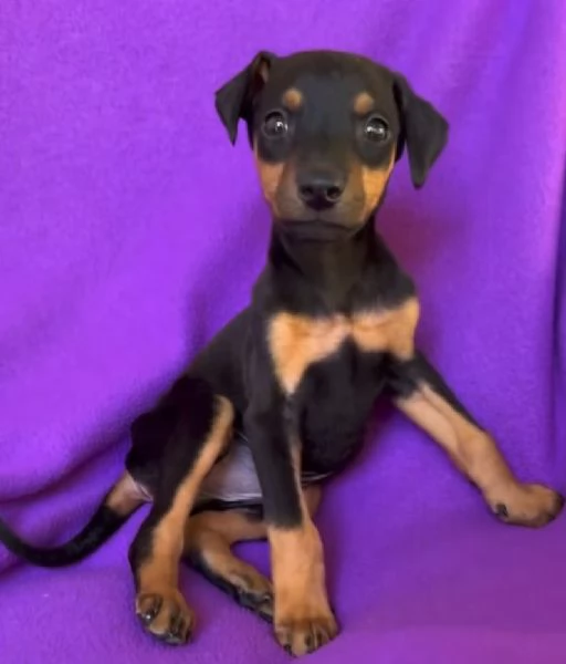 Pinscher Mini cuccioli maschio e femmina  Cuccioli di Pinscher Mini maschio e femmina gi pr | Foto 0