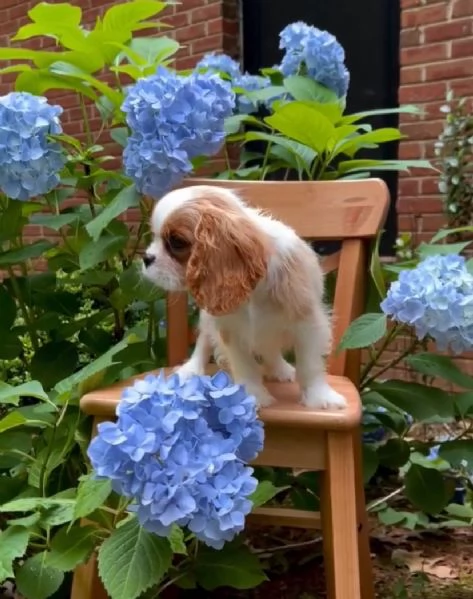 Cavalier King Charles cuccioli maschio e femmina