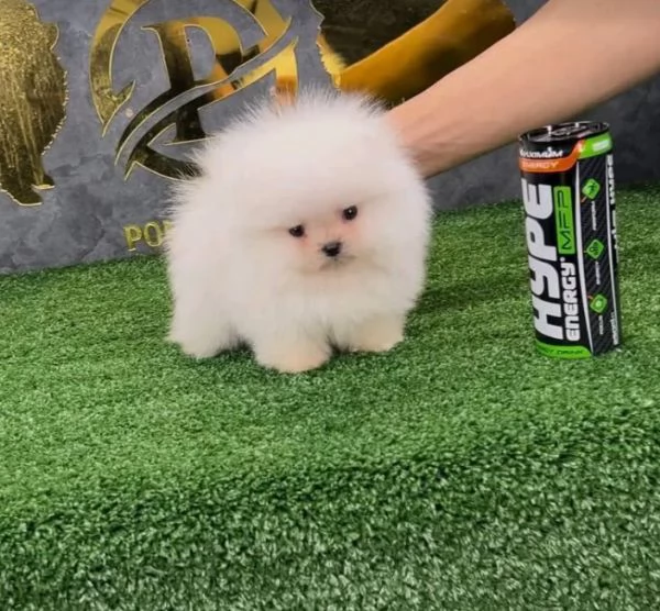 3 Pomeranian Toy cuccioli maschio e femmina