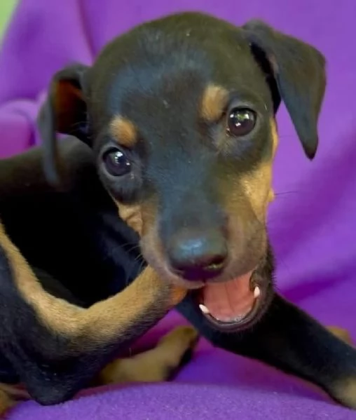 6 Pinscher Mini cuccioli maschio e femmina | Foto 0