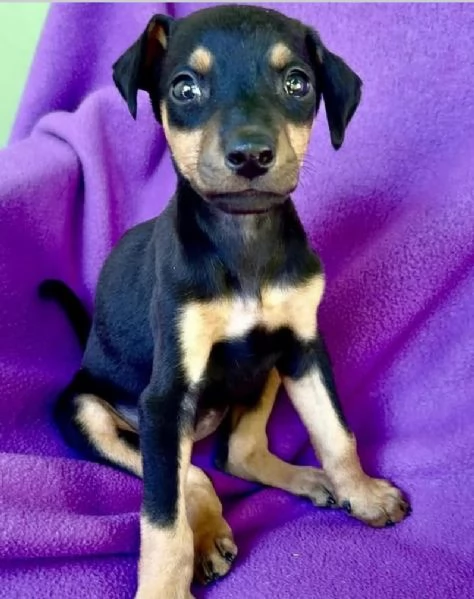 6 Pinscher Mini cuccioli maschio e femmina