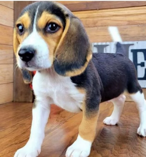  Beagle cuccioli maschio e femmina | Foto 0
