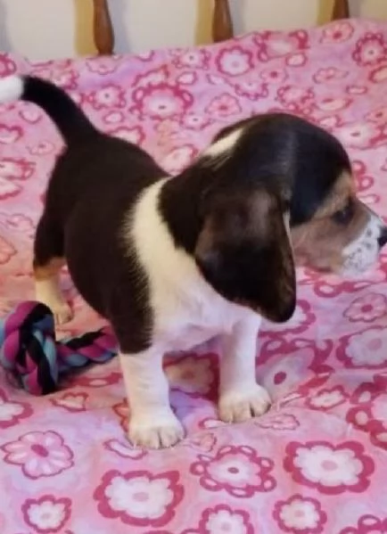 Beagle cuccioli maschio e femmina