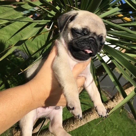 Carlino Pug cuccioli maschio e femmina | Foto 0