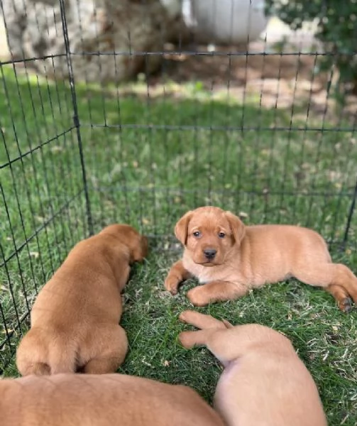  Labrador Retriever cuccioli maschio e femmina | Foto 1