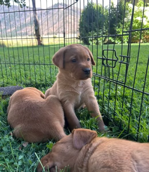  Labrador Retriever cuccioli maschio e femmina | Foto 0