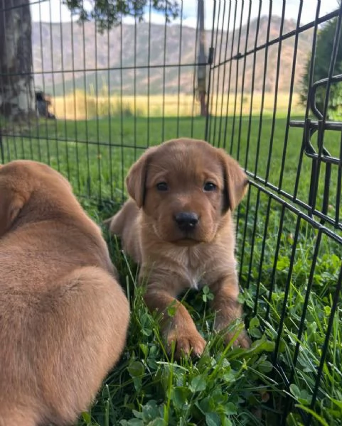  Labrador Retriever cuccioli maschio e femmina