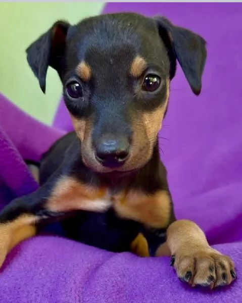 Pinscher Mini cuccioli maschio e femmina | Foto 0