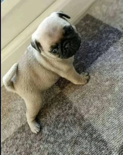 Carlino Pug cuccioli maschio e femmina | Foto 0