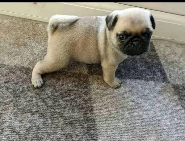 Carlino Pug cuccioli maschio e femmina