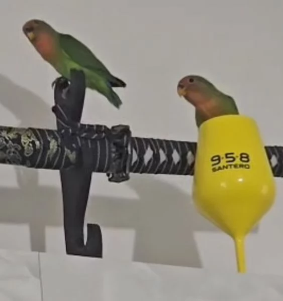 Pulcini inseparabili 