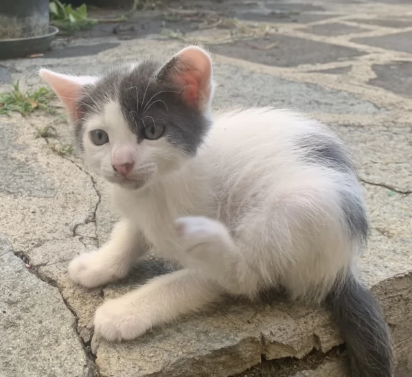 Regalo 4 gattini 