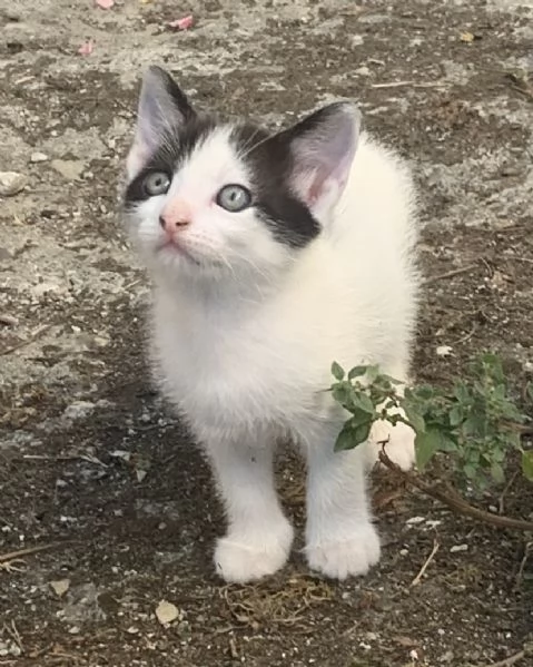 Regalo 4 gattini  | Foto 3