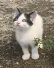 Regalo 4 gattini  | Foto 2