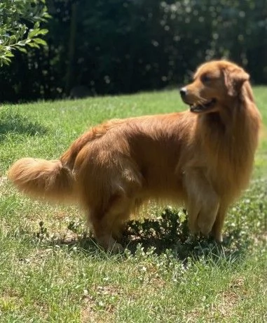 PICCOLI GOLDEN RETRIEVER AMERICANI 100 | Foto 6