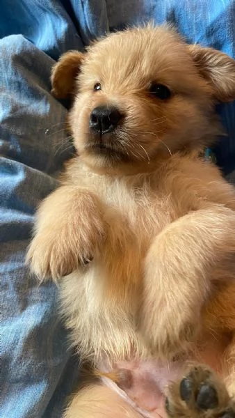 PICCOLI GOLDEN RETRIEVER AMERICANI 100 | Foto 4