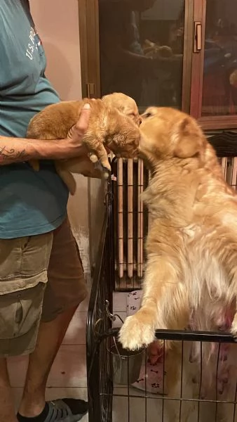 PICCOLI GOLDEN RETRIEVER AMERICANI 100 | Foto 3