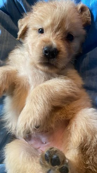 PICCOLI GOLDEN RETRIEVER AMERICANI 100 | Foto 2