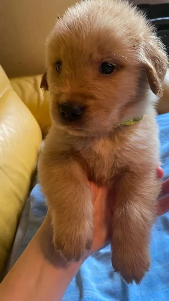 PICCOLI GOLDEN RETRIEVER AMERICANI 100 | Foto 1