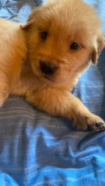 PICCOLI GOLDEN RETRIEVER AMERICANI 100 | Foto 0