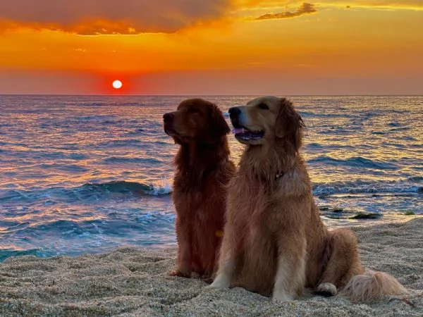 PICCOLI GOLDEN RETRIEVER AMERICANI 100