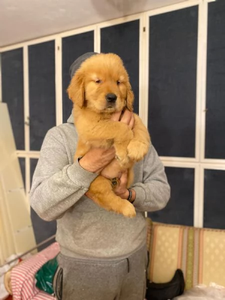 PICCOLI GOLDEN AMERICANI NATI IL 04012026 | Foto 6