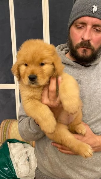 PICCOLI GOLDEN AMERICANI NATI IL 04012026 | Foto 5