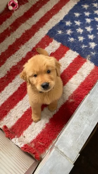 PICCOLI GOLDEN AMERICANI NATI IL 04012026 | Foto 4