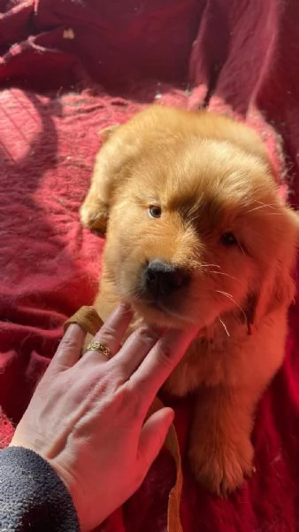 PICCOLI GOLDEN AMERICANI NATI IL 04012026 | Foto 3