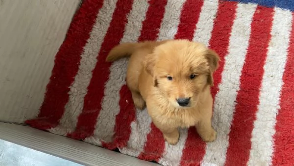 PICCOLI GOLDEN AMERICANI NATI IL 04012026 | Foto 2